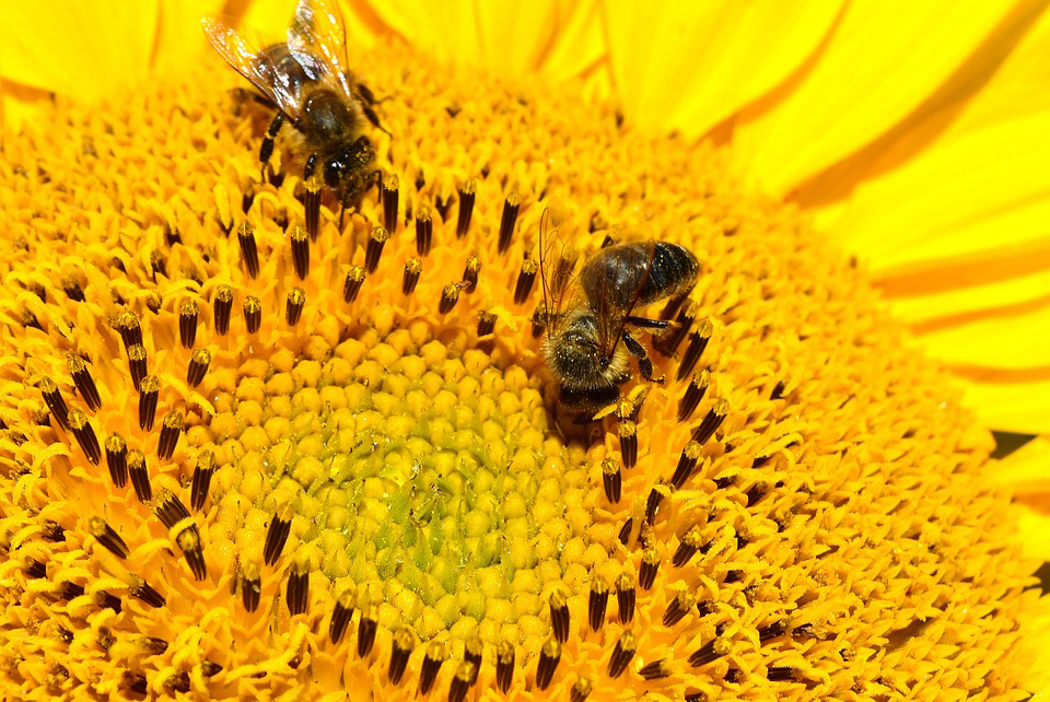 Bijen in Eindhoven