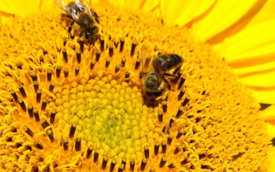 Eindhoven laat wilde bijenkaart maken