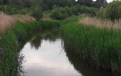 Schonere Dommel